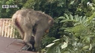 サルの群れ商店街などで目撃相次ぐ 9月に入り9日までに7件 農作物への被害も 市が注意喚起＝浜松市天竜区