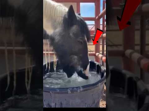 Why Do Horses Pretend To Drink Water
