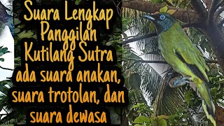 Download lagu SUARA PANGGILAN BURUNG KUTILANG SUTRA RIBUT mp3