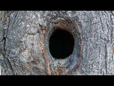 Found a Colony of Carpenter Ants in a Tree in Hillsborough, NJ