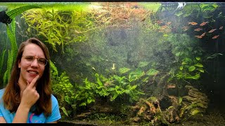 Zo zag mijn AQUARIUM eruit NA VAKANTIE.... //Nickey//