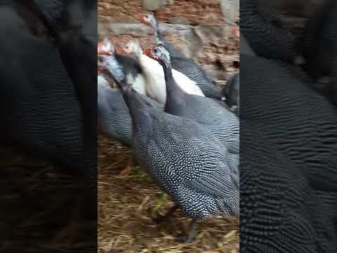 Как кричат цесарки