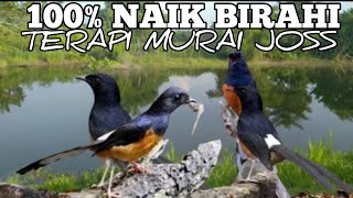 Download lagu Pasti kawin denger pancingan murai birahi ini ||Terapi murai kawin. mp3