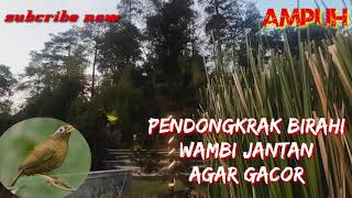 Download lagu ampuh ‼️ pendongkrak birahi wambi jantan agar bunyi dan gacor mp3