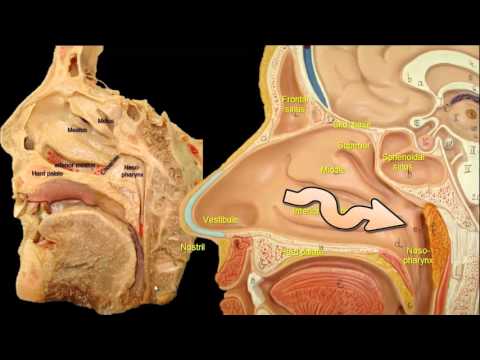 Why do we snore? The anatomy of snoring