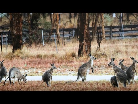 Thumbnail for 20th June and its brunch with The Downunder Cruisers