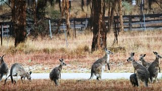 20th June and its brunch with The Downunder Cruisers