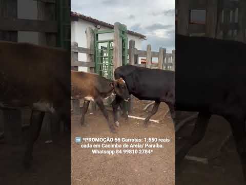 56 Garrotas: 1.550 reais cada em Cacimba de Areia/ Paraíba. Whatsapp 84 99810 2784*#gado