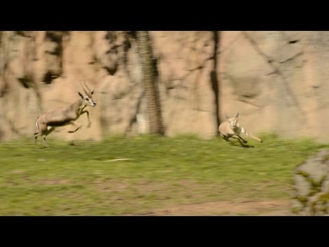 Tiny gazelle leads high-speed chase at zoo