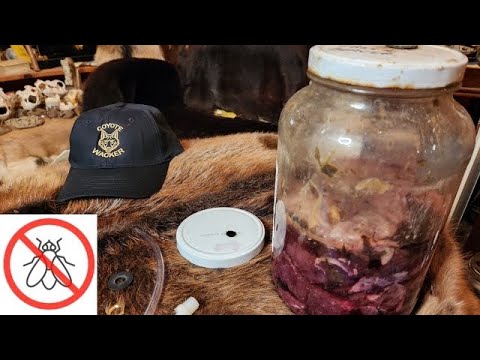 How To Make A Coyote Bait Jar for Trapping #RedFox #Coyotes #K9s #BeaverMeat #NoFlies