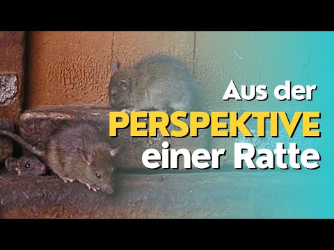 Leben im Schatten: Die Geschichte einer Ratte im Garten | Eine andere Perspektive