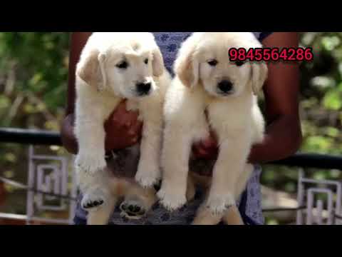 show quality golden retriever puppies for sale in Bangalore EP 1233