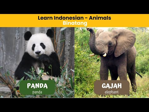 Mastering Indonesian in a Snap! | Essential Words for Everyday Conversation | Learn Animals