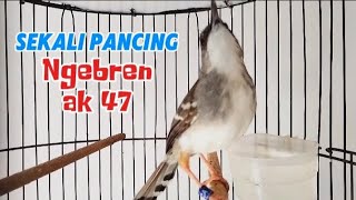 Download lagu ciblek kristal gacor ngebren ak 47 variasi sekali pancing ciblekmu nyaut mp3