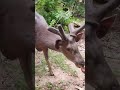 Deer Jungledeer Forest Forestdeer Jungle Apdeer