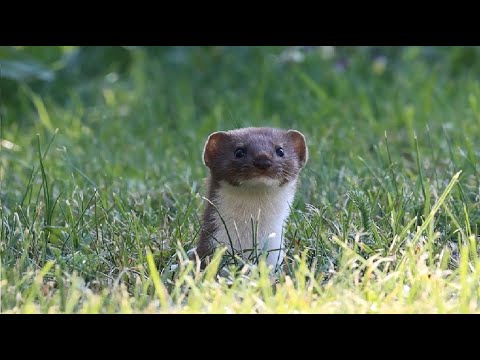 Łasica i inne zwierzęta