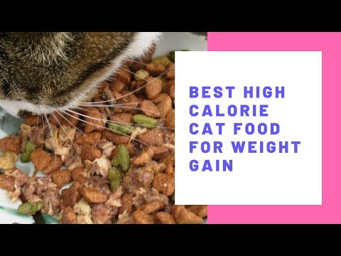 BestBest High Calorie Cat Food for Weight Gain