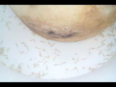 Piccolo guscio di tartaruga a causa di lyambliya Fotografia di lyambliya su un fegato