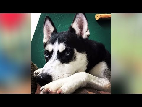 download lagu mp3 mp4 Utah Husky, download lagu Utah Husky gratis, unduh video klip Utah Husky