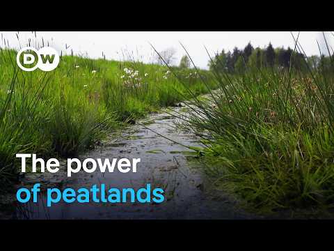 Climate Protection from Moors