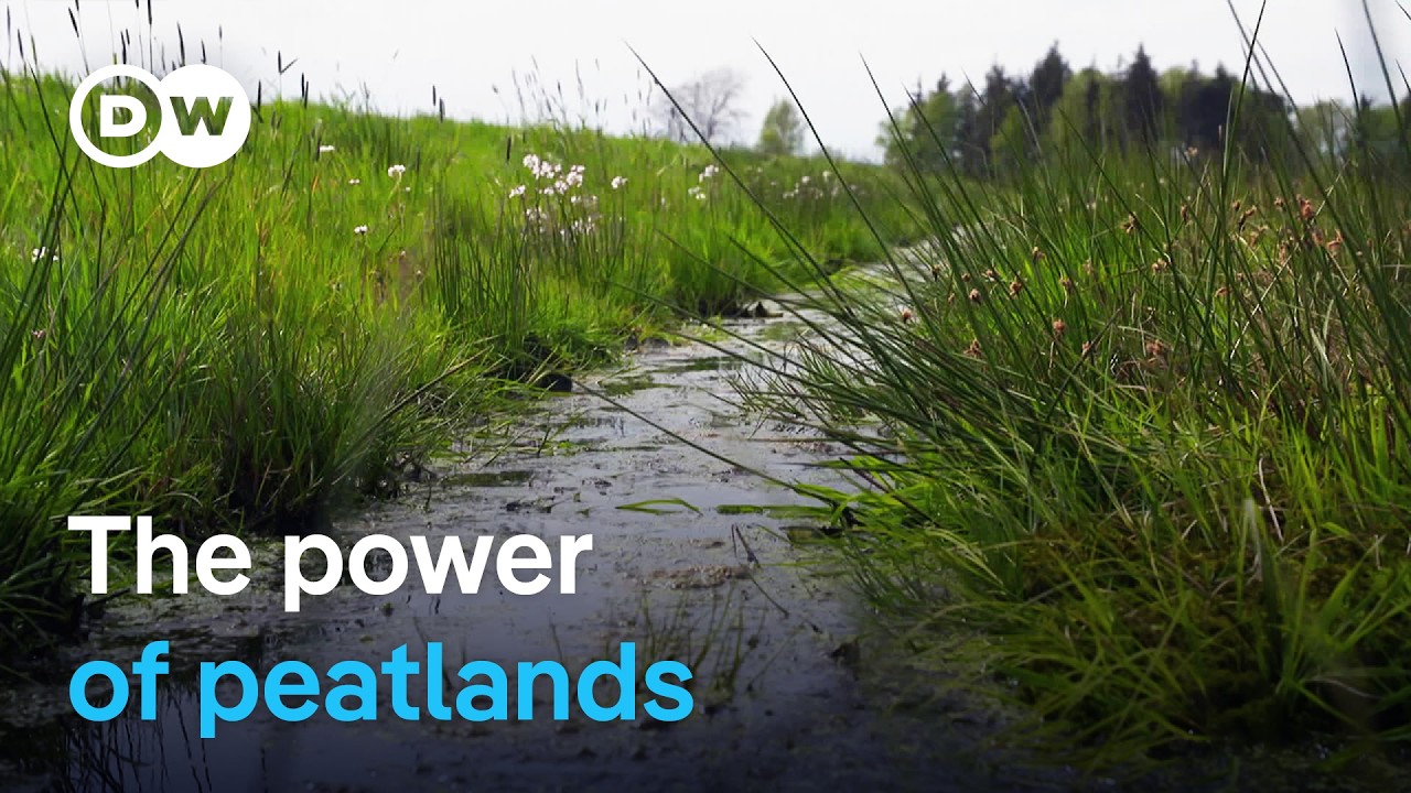 Climate Protection from Moors