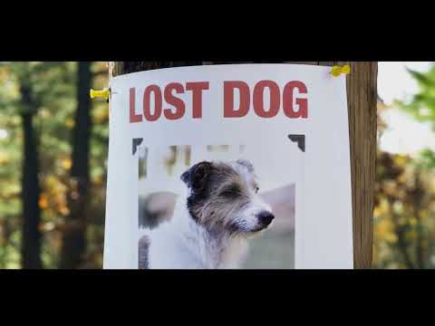 What do you do if you lost your pet?