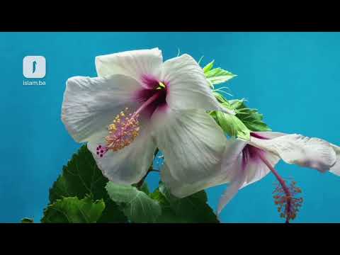 Dova za snagu i zaštitu od tuđeg zla