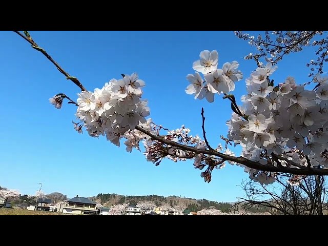 2024 [Kakunodate Cherry Blossoms] Blooming Status April 15th