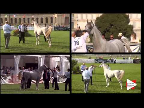 N.78 SLATAN DE LAFON - Chantilly 2015 ABCE - Colts 2 years old (Class 7)