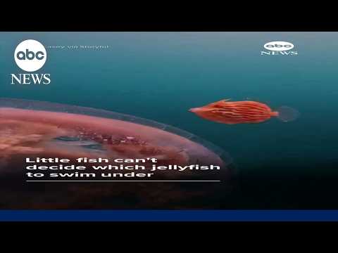 Little fish can't decide which jellyfish to swim under