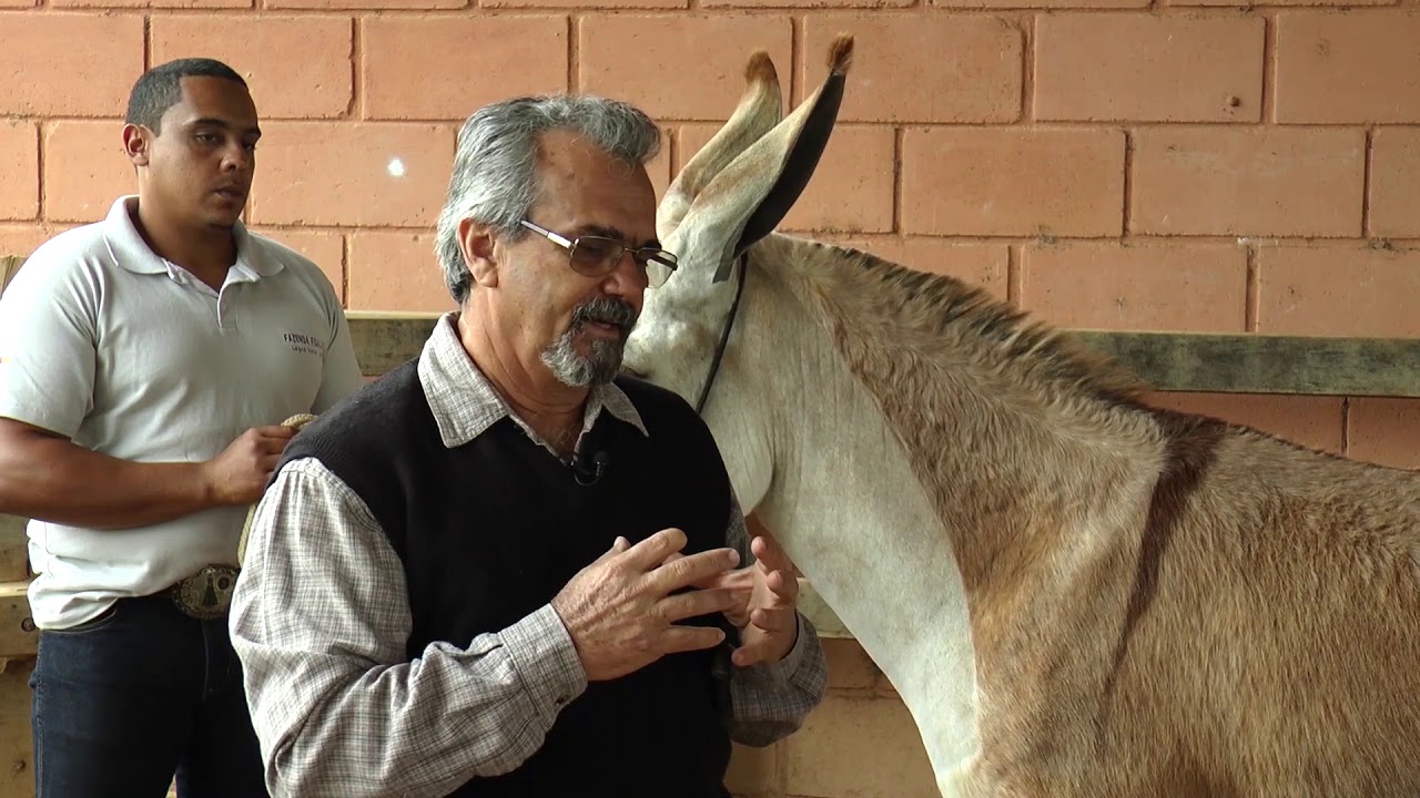 Pelagens Padrão da raça Pêga