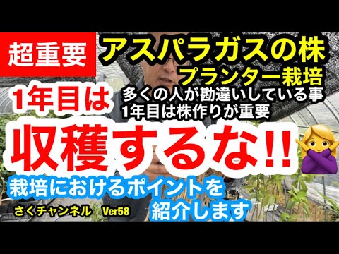 園芸 アスパラガス