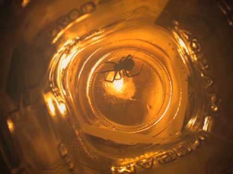 technique [club mix] isis signum