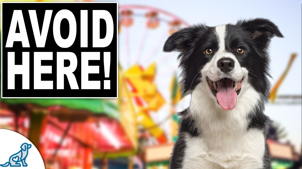 3 Places You Should NEVER Take Your Dog