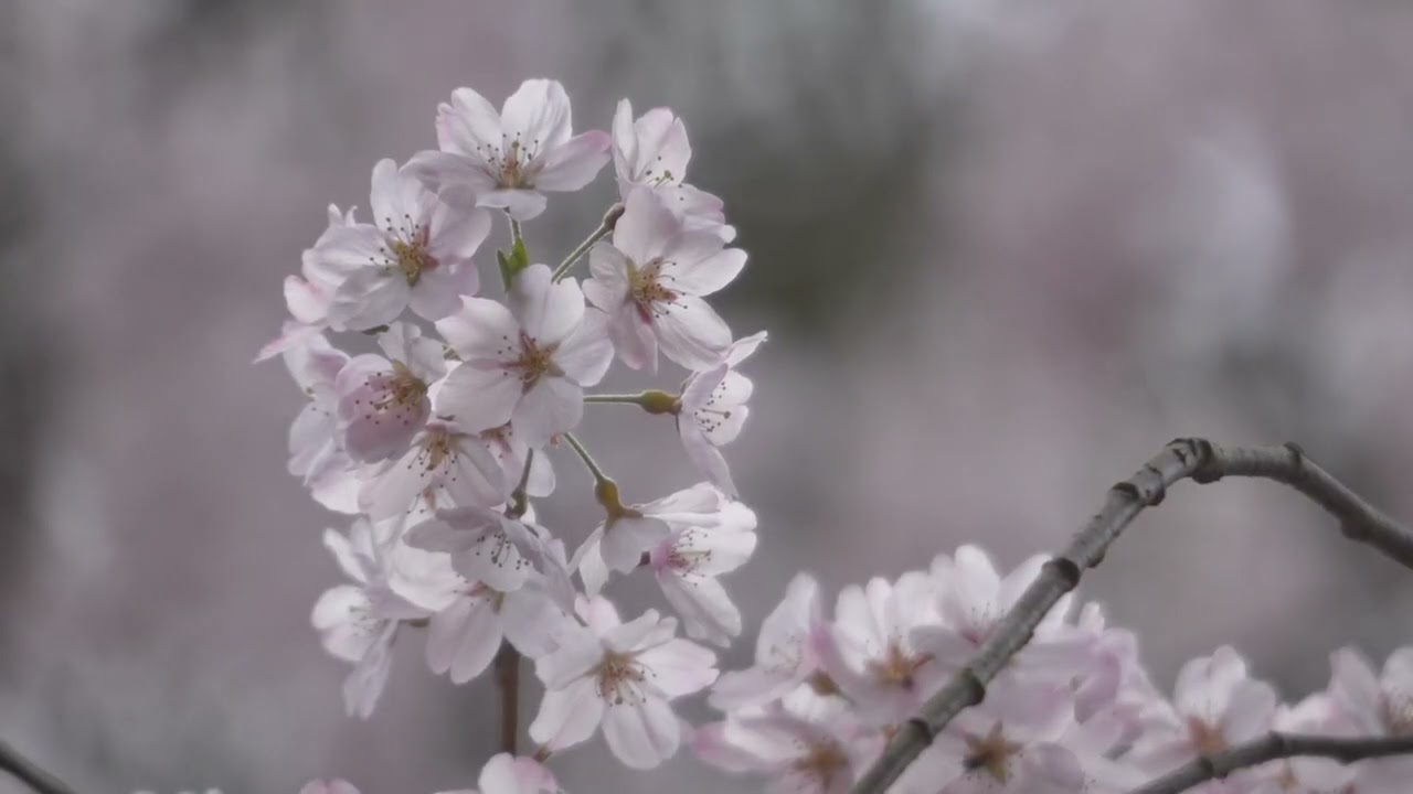 春日大社・南門の枝垂れ桜、撮影：2026年3月29日（許可を得て撮影のためのライトアップ）
