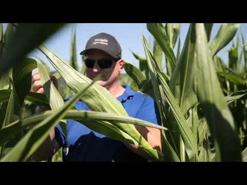 Saaten-Union: Maisanbau bei Trockenheit
