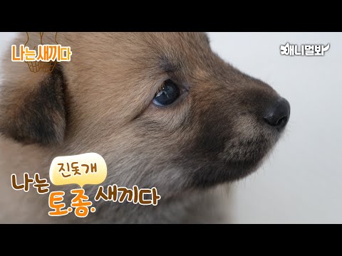 I’m a 30 days old Jindo Dog Baby [SBS Animal I’m A Baby 73th]