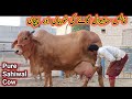 Pure Sahiwal Cows Physical Characteristic || Sahiwal Cow Ki Khobian Aur Pehchan || My Life Channel