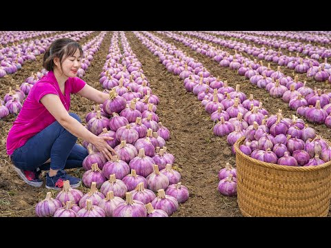 Harvesting Giant Purple Garlic to Sell | Massive Traditional Chewy Rice Cake Before Market Day