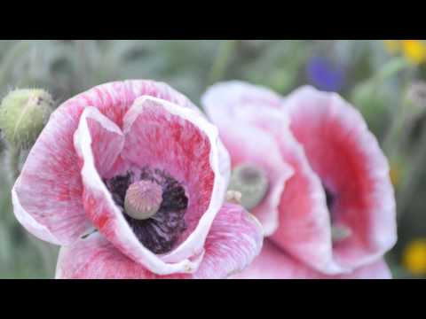 HD Photography India Video