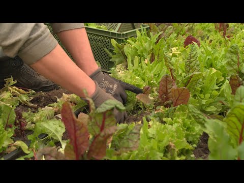 Solidarische Landwirtschaft im Landkreis Verden