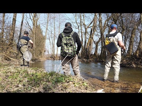 Spinnfischen auf Forelle im kleinen Bach in Oberösterreich