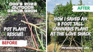 ODG’s 2023 OGG POT PLANT RESCUE! How I Saved an 8 Foot Tall Cannabis Plant at the Love Shack