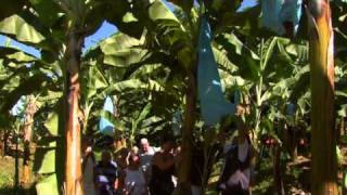 Download lagu Costa Rica Pura Vida - Costa Rica Caribbean mp3