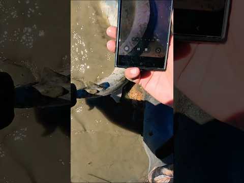 Biggest fish of the day #fishing #shorts #catchandrelease