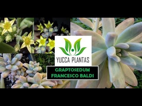 GRAPTOSEDUM 'FRANCESCO BALDI'