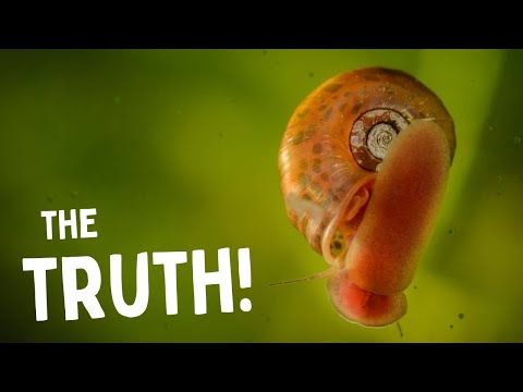 How Bad Are Pest Snails for Your Aquarium?