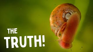How Bad Are Pest Snails for Your Aquarium?