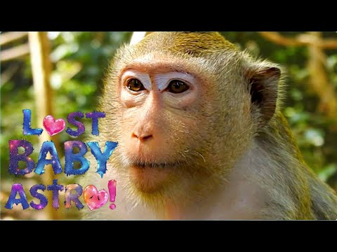 Lost Baby Monkey! Astra’s Emotional Journey to Find Astro