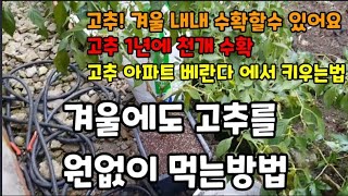 텃밭에 있는 고추 나무를 뽑아서 빨리 이렇게 하세요 겨울내내 먹어요! #고추재배 #고추키우기 #고추겨울에재배…